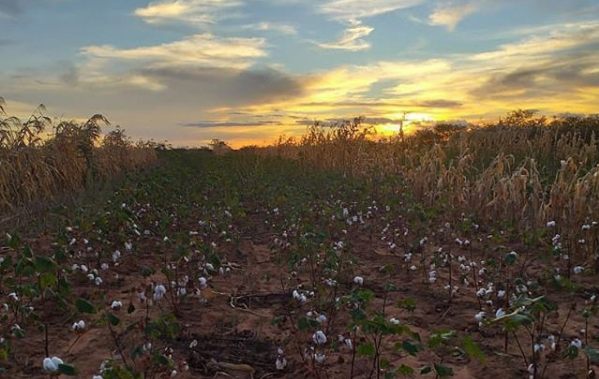 produção de algodão orgânica para fabricação de tecido 